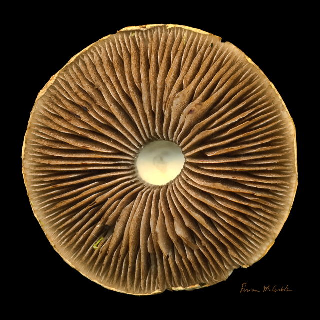 (image for) Mushroom Under